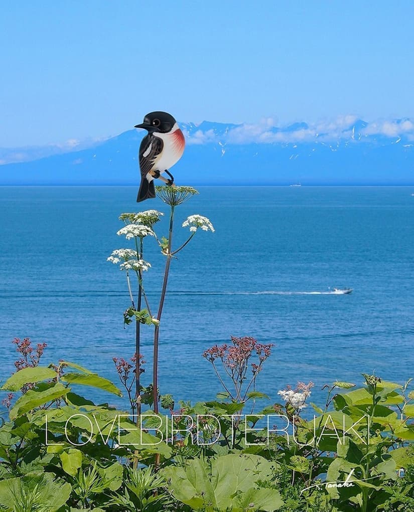 吉祥寺の貸画廊 ギャラリーケイ Galleryk ラブバードテルアキ展 吉祥寺 吉祥寺の貸画廊 ギャラリーケイ Galleryk ラブバードテルアキ展 吉祥寺